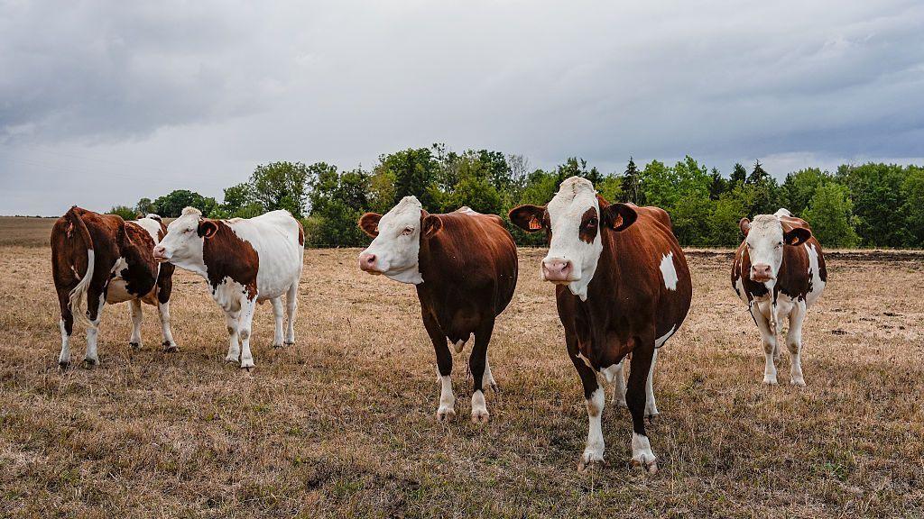 First human case of Shamonda virus detected in France, officials say